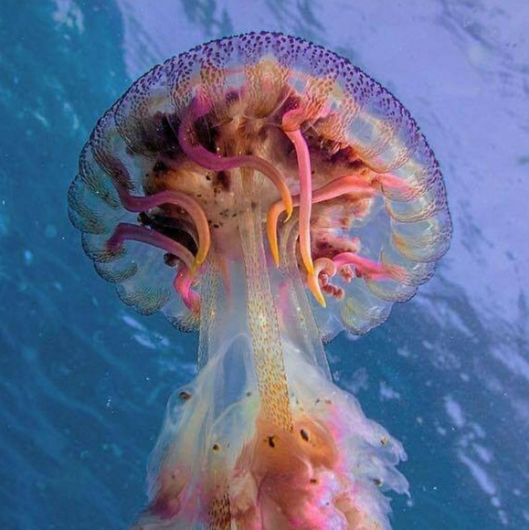 Meet your Posher, Andriy - Picture 1 of 1